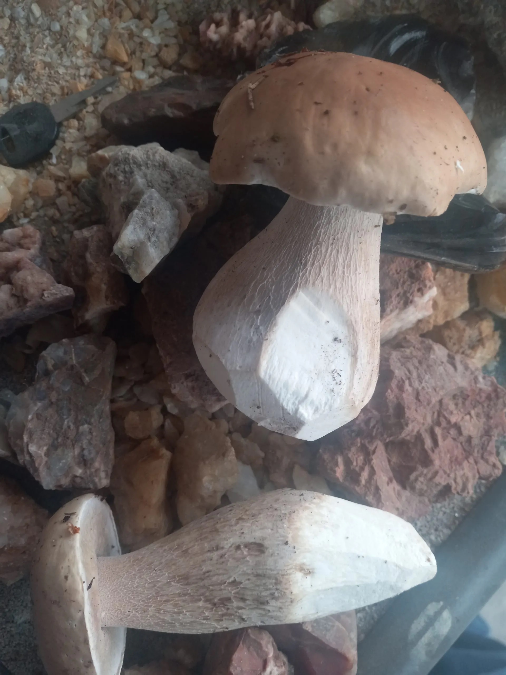 Diving into the World of Porcini Mushrooms Types and Varieties You