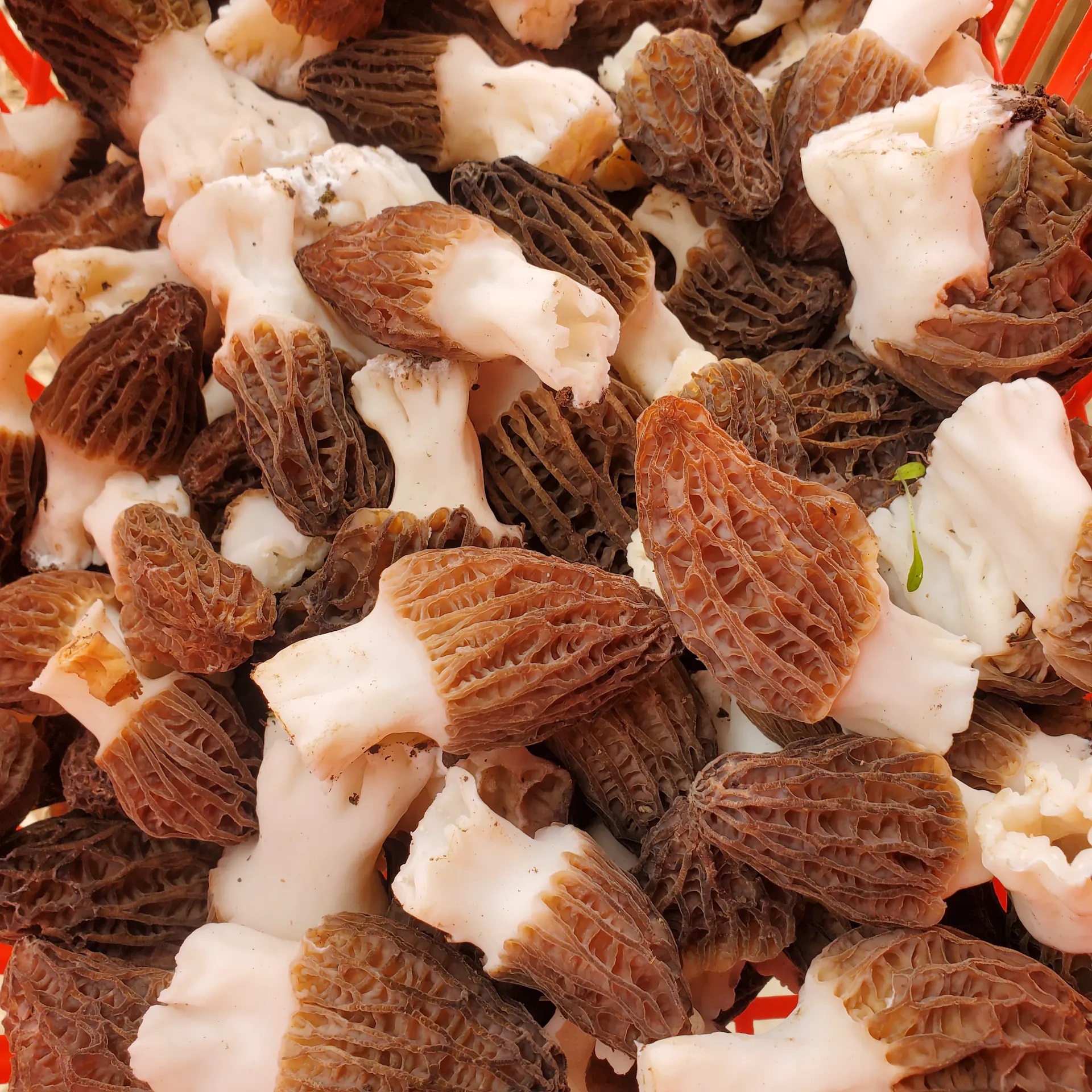 The Cost Of Culinary Delight Morel Mushroom Prices Foraged Foraged   Morel Mushrooms Prices 