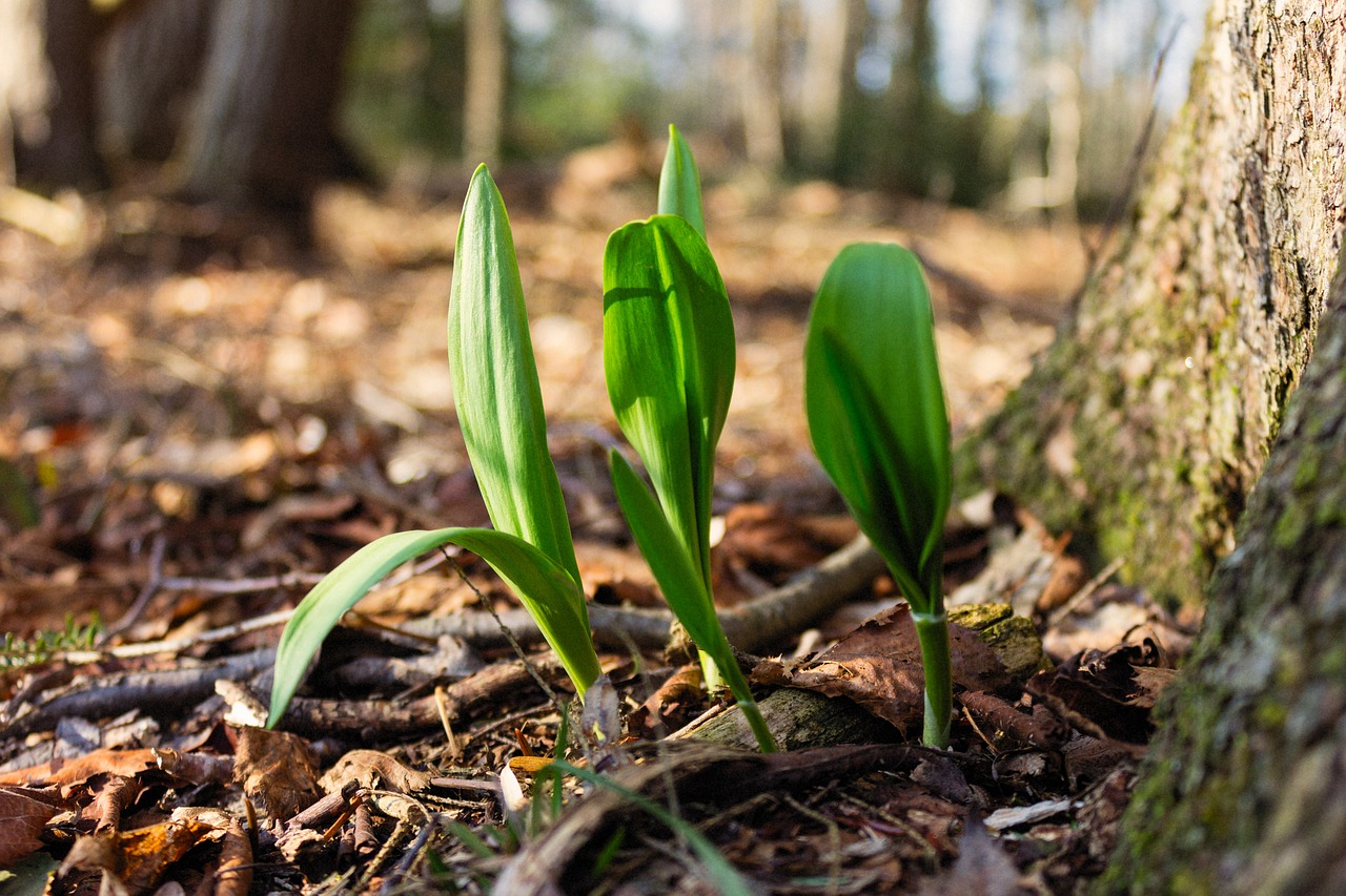 How Much Do Wild Ramps Sell For Foraged Foraged