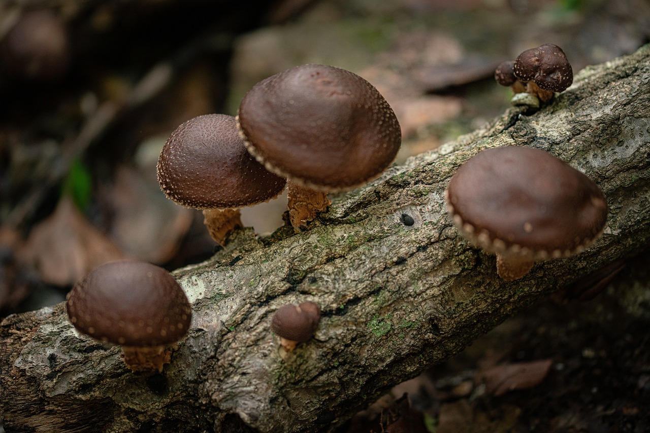 How To Cook Shiitake Mushrooms For Any Dish Foraged Foraged