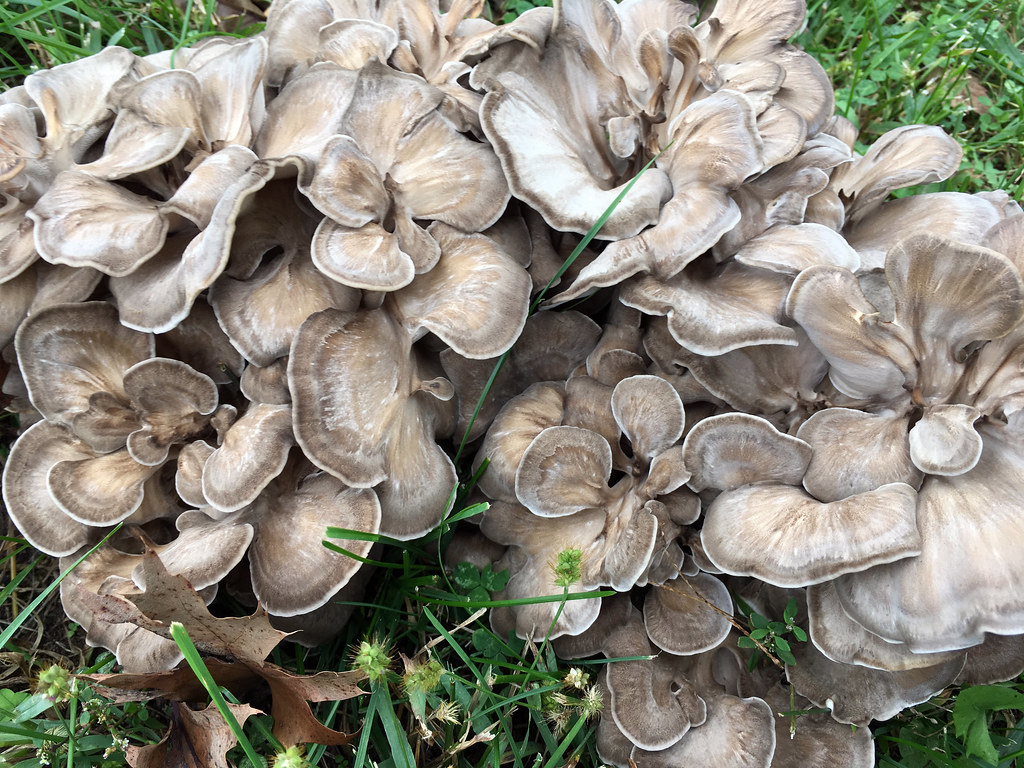 Unlocking the Secrets of Grifola Frondosa Identification A Guide to