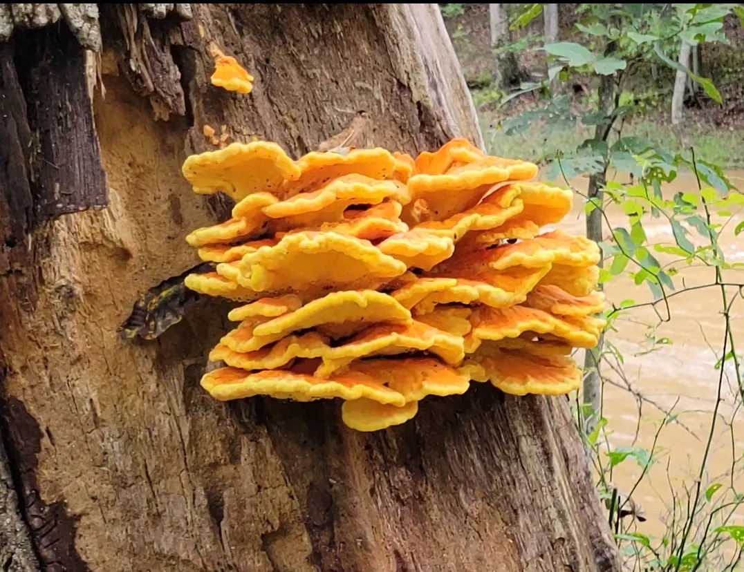 Where Can I Buy Chicken of the Woods? A Guide Foraged Foraged