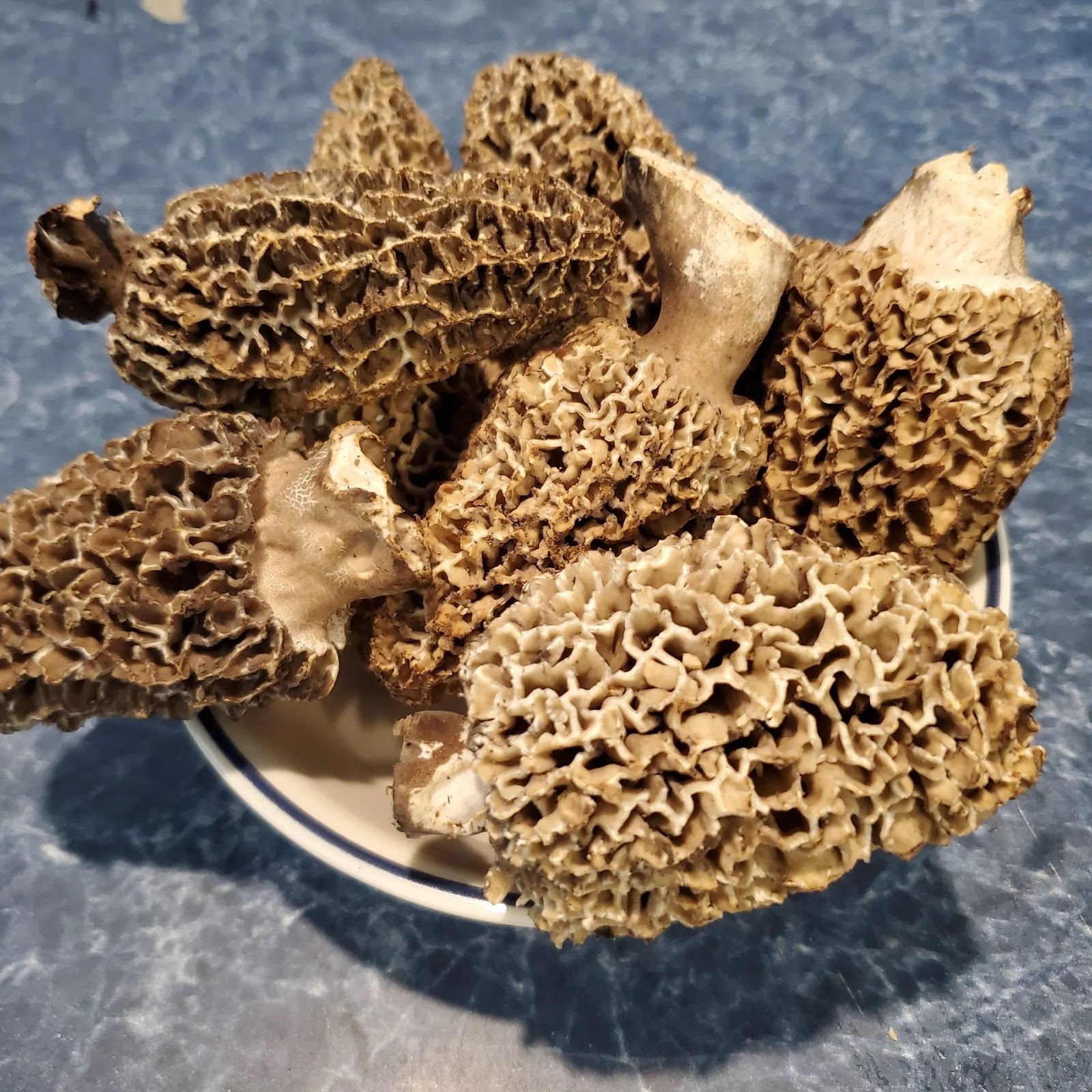 Can You Buy Morel Mushrooms Foraged Foraged   Buying Morel Mushrooms 