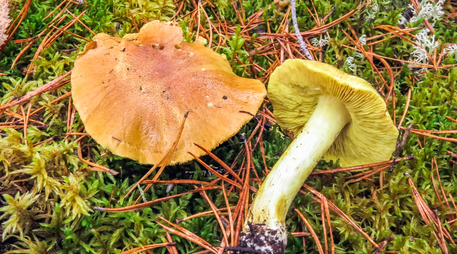 Matsutake Mushroom Identification - Foraged - Foraged