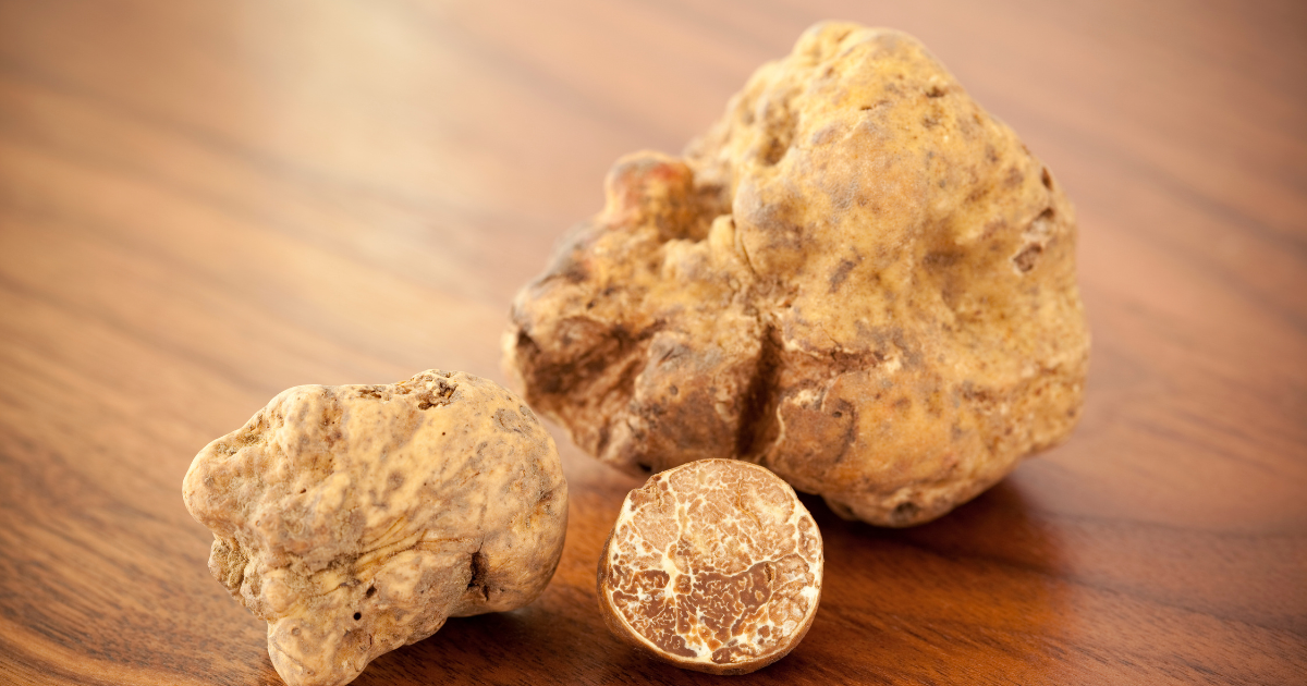 Farming the Rarity How to Grow White Truffles Foraged Foraged