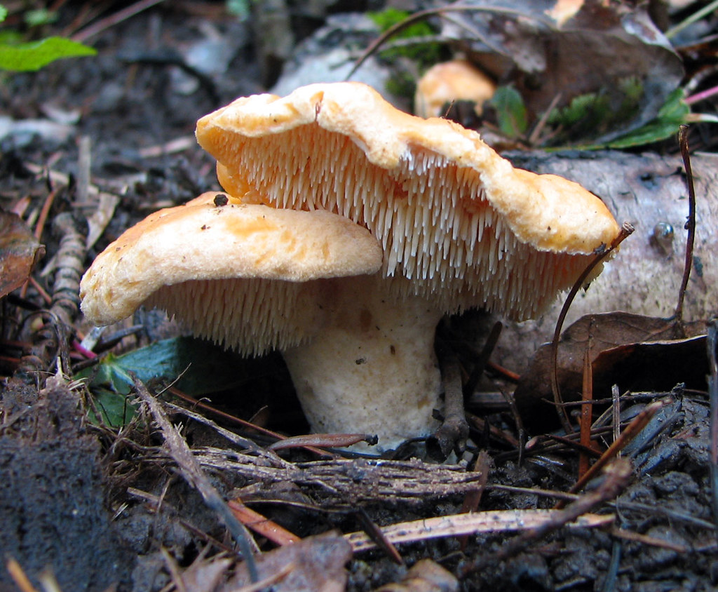 Hedgehog Mushroom Identification: A Guide to Recognizing This Furry ...