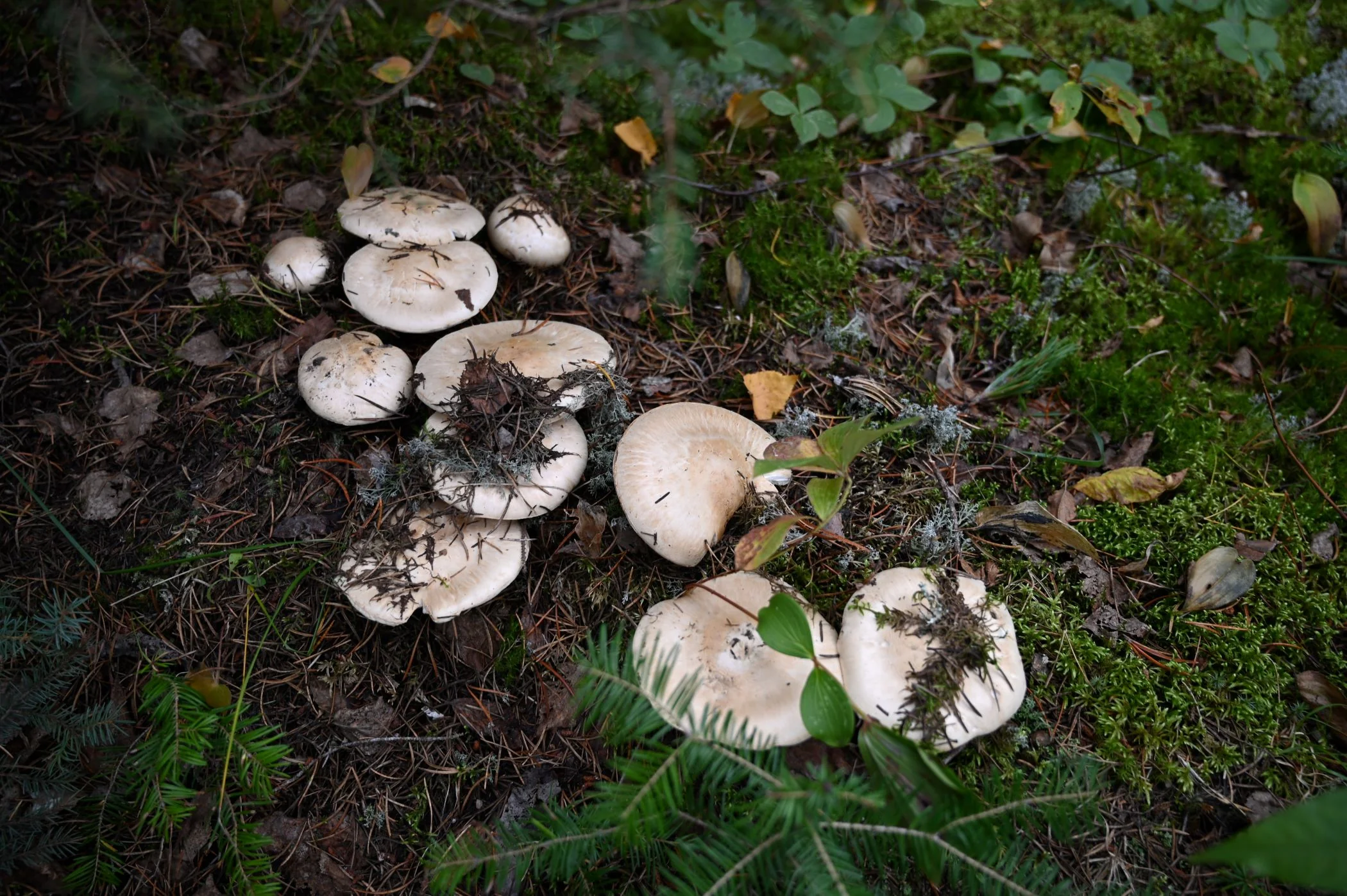 How to Identify Matsutake Mushrooms A Guide to This Highly Prized