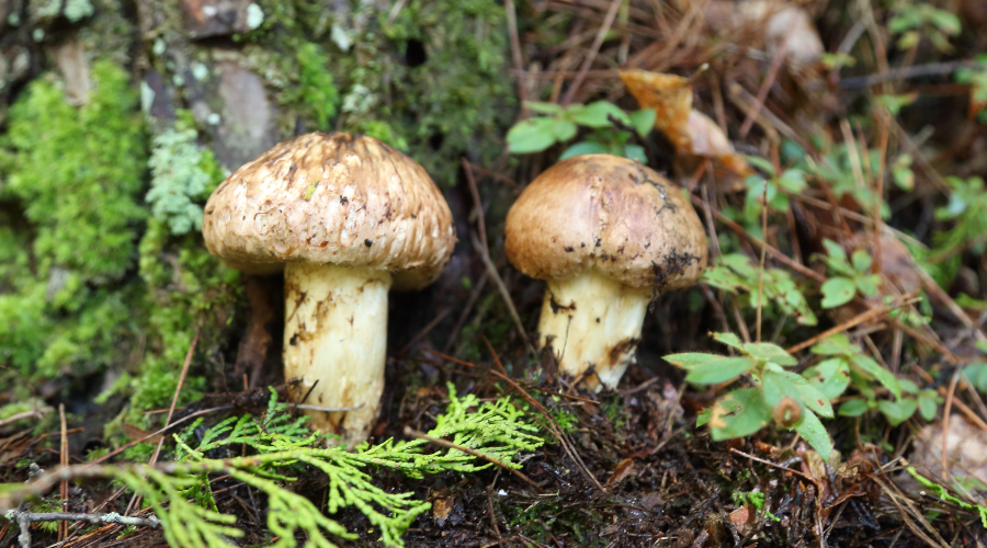 Matsutake Mushroom Identification - Foraged - Foraged