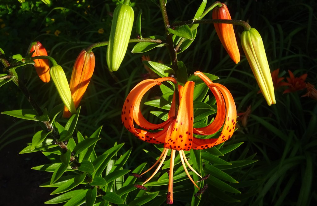 Time it Right When to Plant Tiger Lily Bulbs Foraged