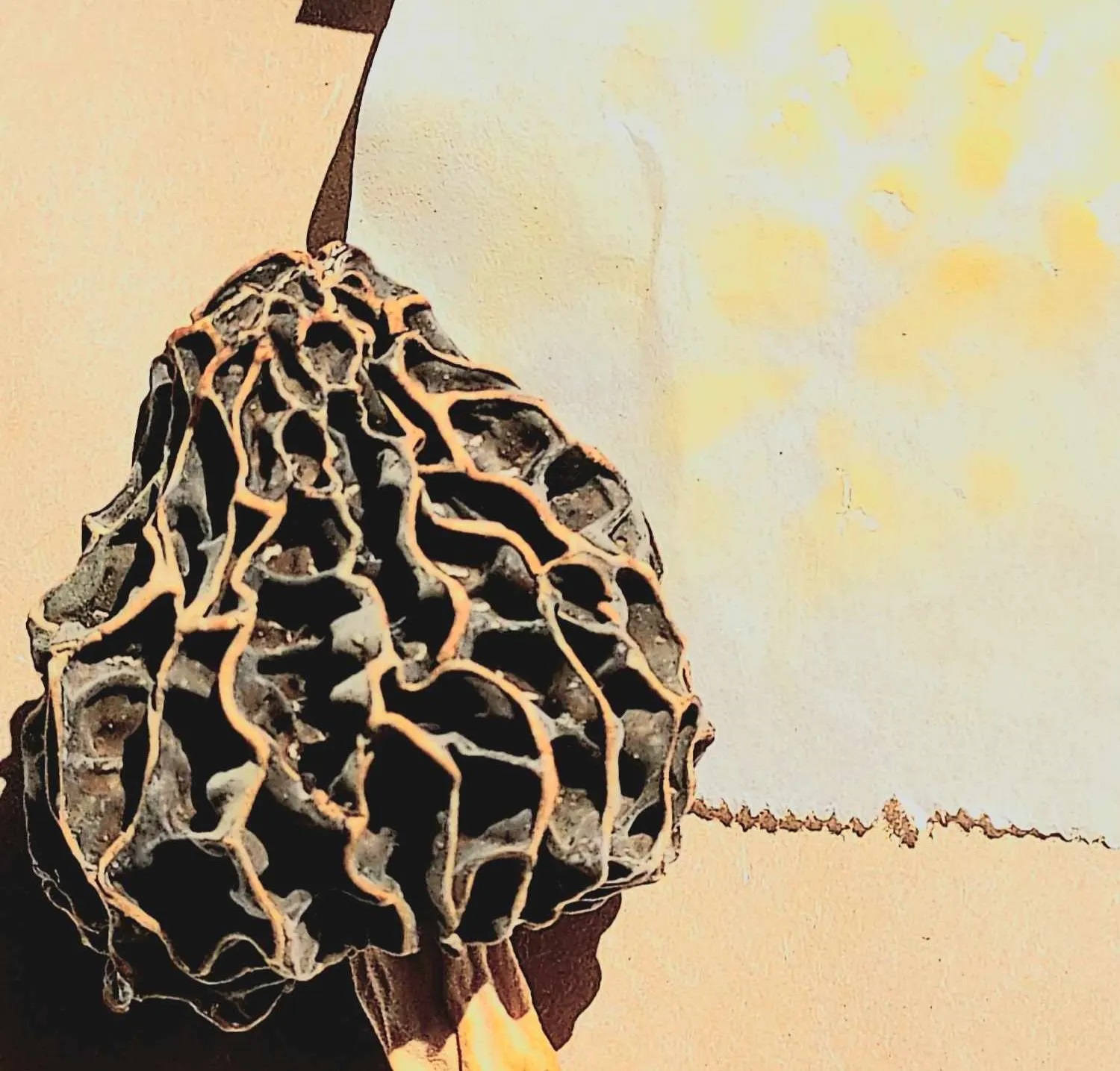 The Savvy Guide How to Dry Morel Mushrooms Like a Pro Foraged Foraged