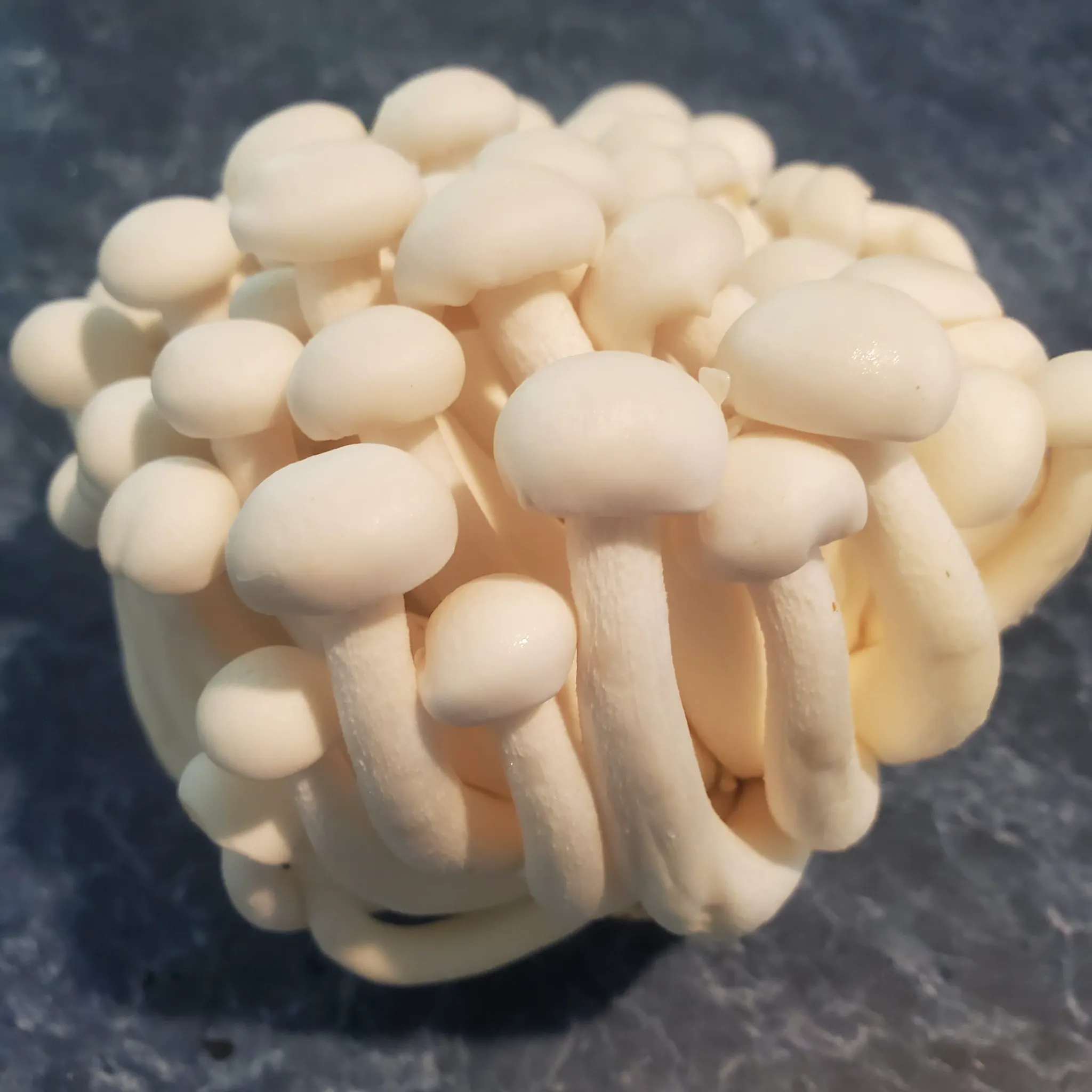 The Nutritional Powerhouse: Are Beech Mushrooms Good for You? Exploring