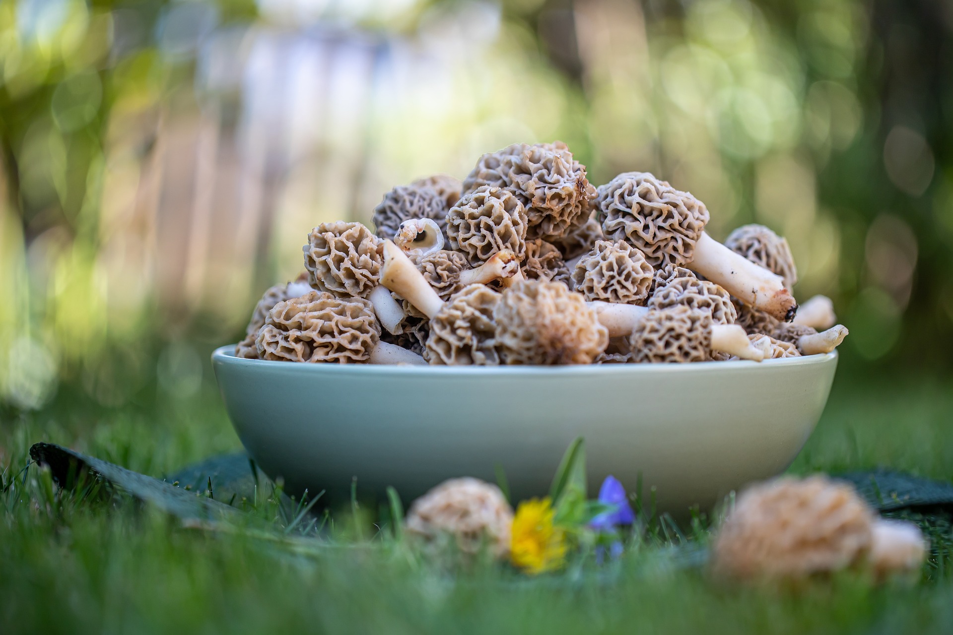 Eating Morel Mushrooms And Their Benefits Foraged Foraged