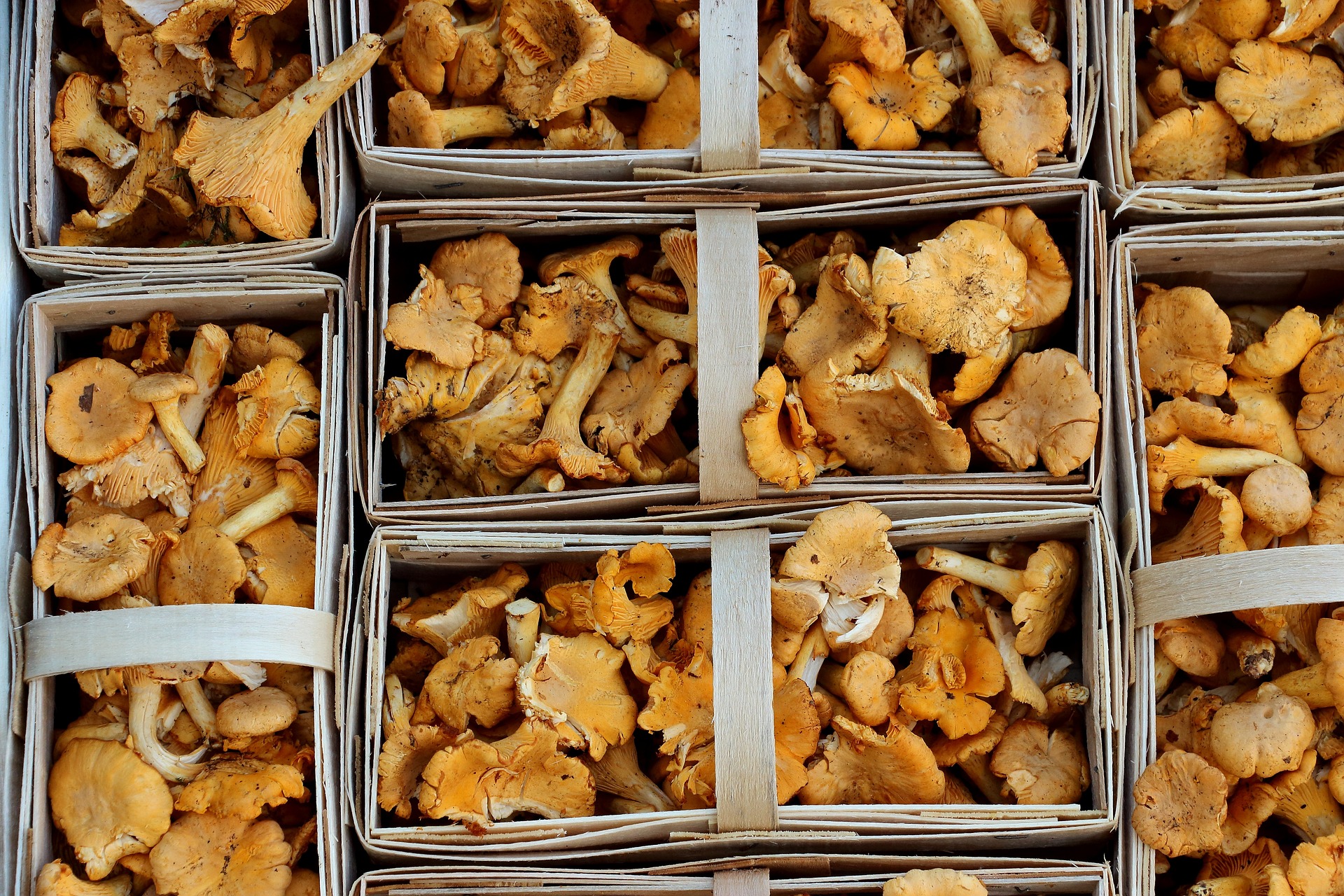 The Rich and Delicate Flavor of Chanterelle Mushrooms Foraged Foraged