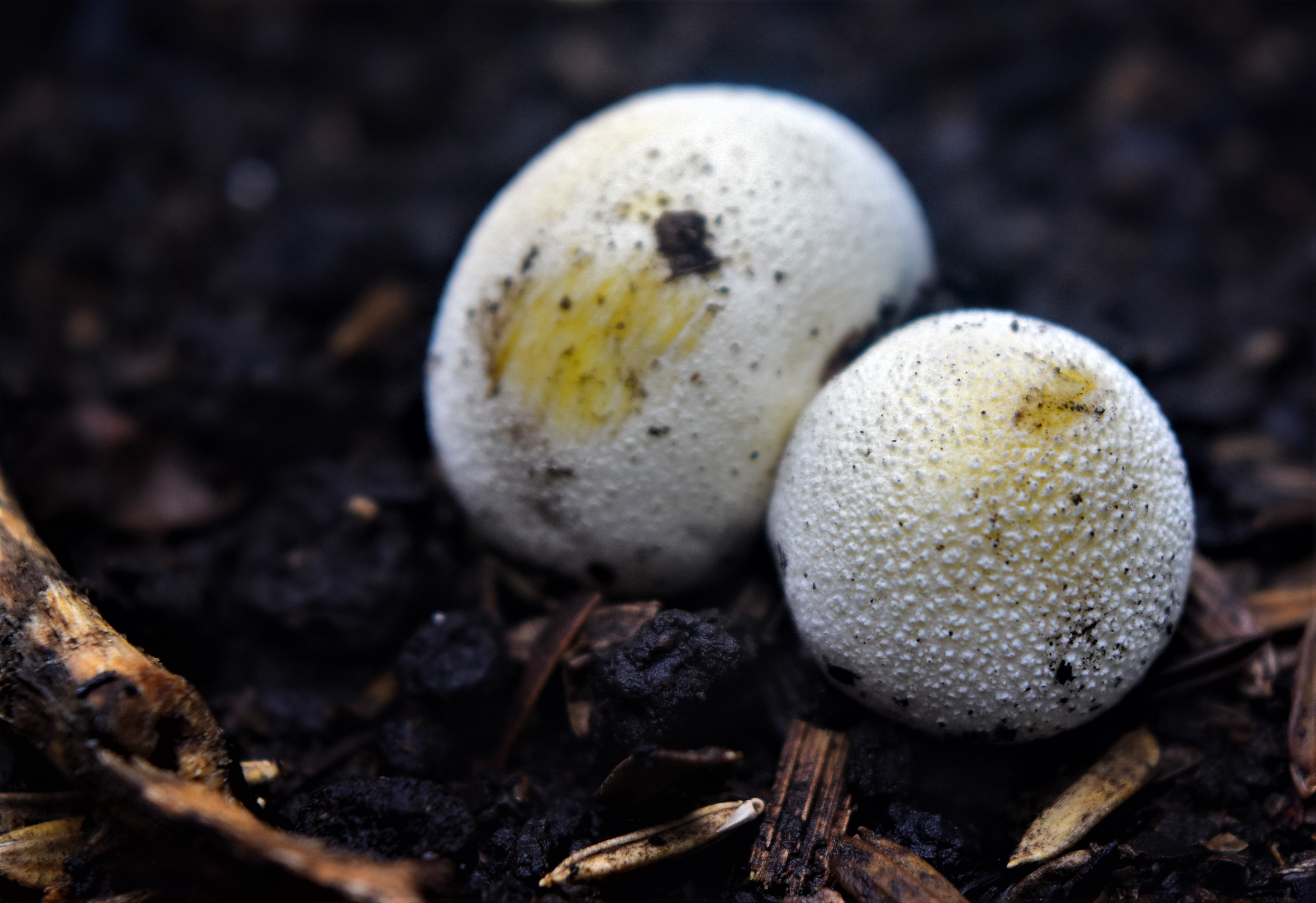 The Ultimate Guide to Identifying Different Types of Puffball Mushrooms -  Foraged - Foraged