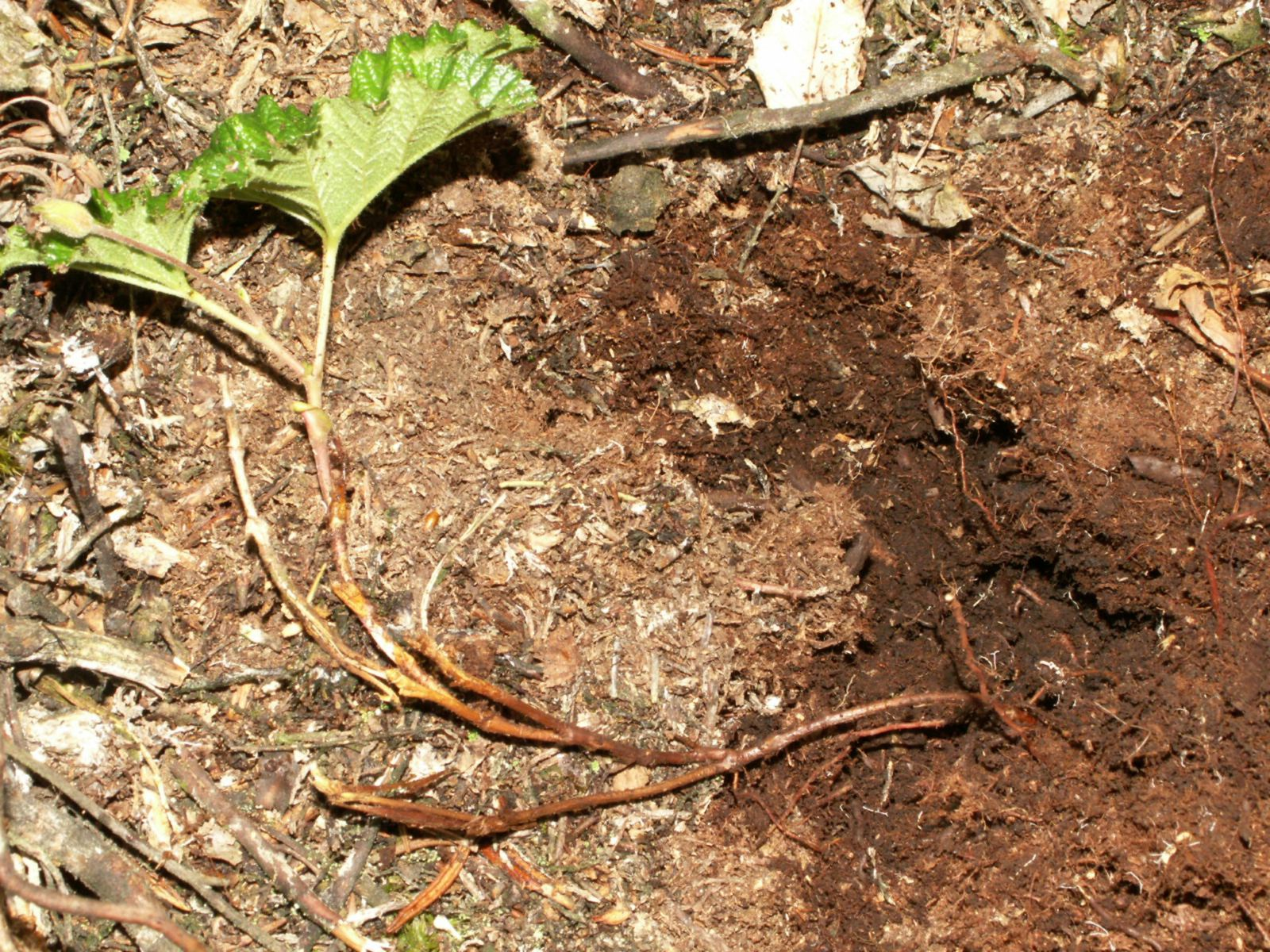 Unearthing the Wild: The Art of Foraging Roots for Health and Adventure ...