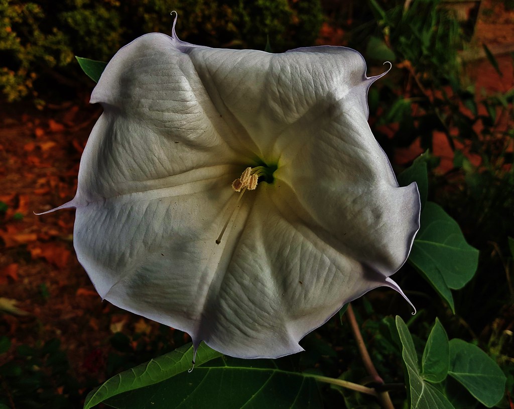 Beauty or Beast? Unraveling the Mystery Are Moonflowers Poisonous