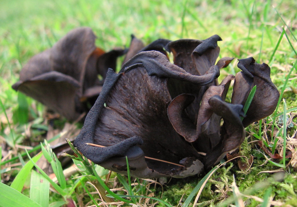 Black Trumpet Mushrooms - Foraged