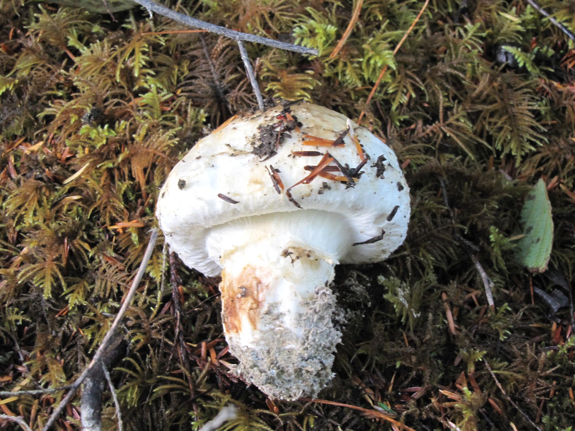 Where to Find Matsutake Mushrooms Tips for Foraging and Shopping