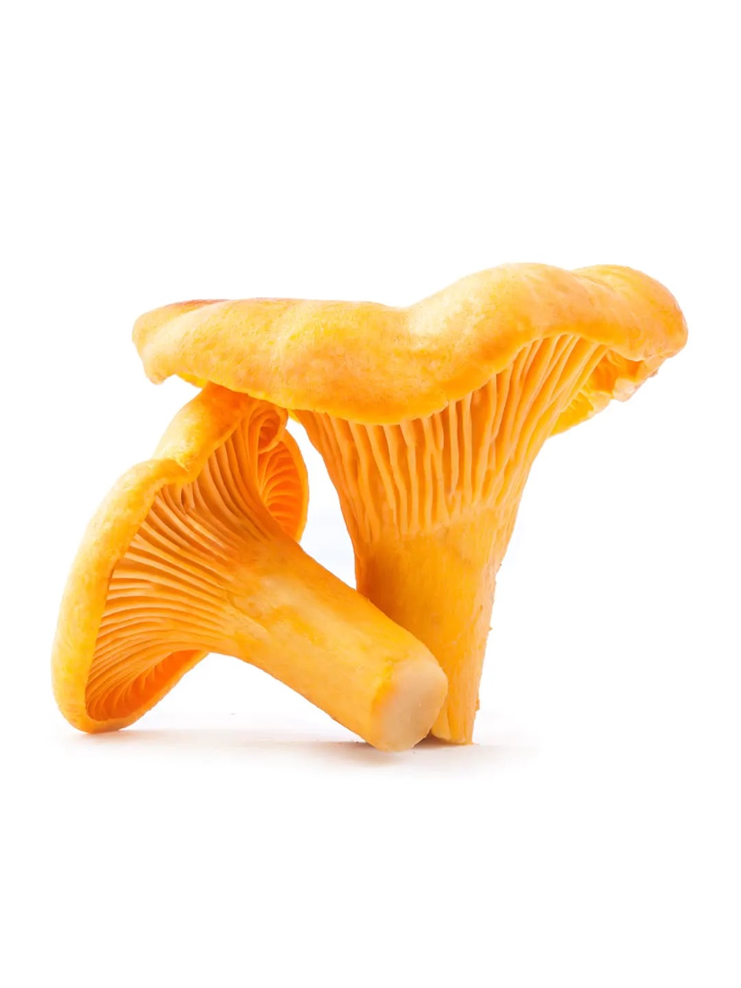 A Guide to Buying and Storing Fresh Chanterelles Foraged