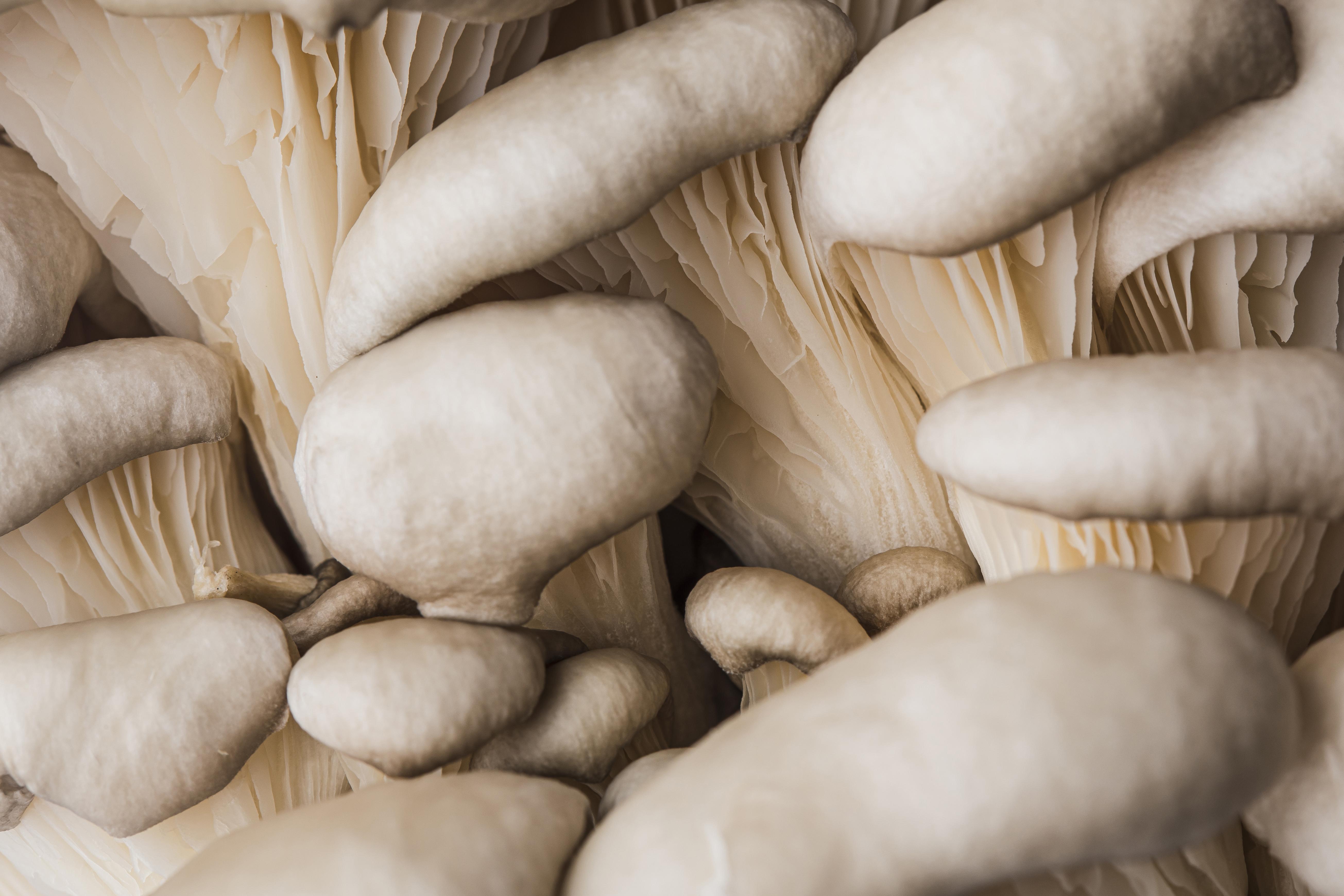 Buy Fresh Mushrooms Online: Your Guide to Finding Quality Fungi - Foraged -  Foraged