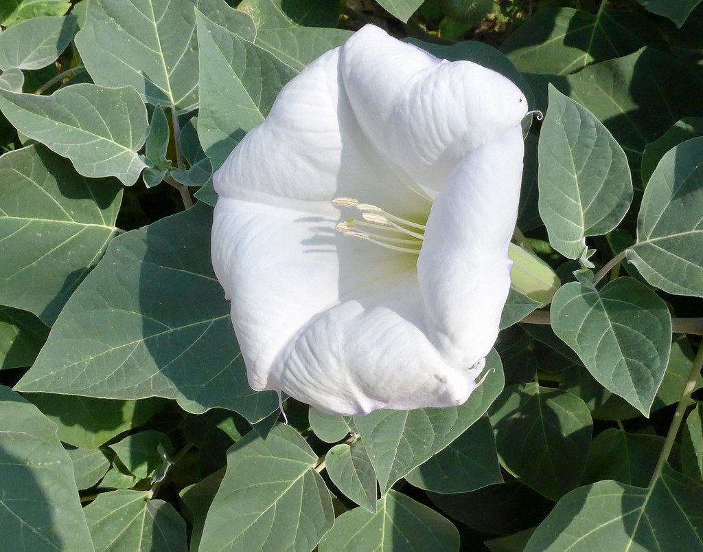 What do Moonflowers Smell Like? Unraveling their Enchanting Fragrance