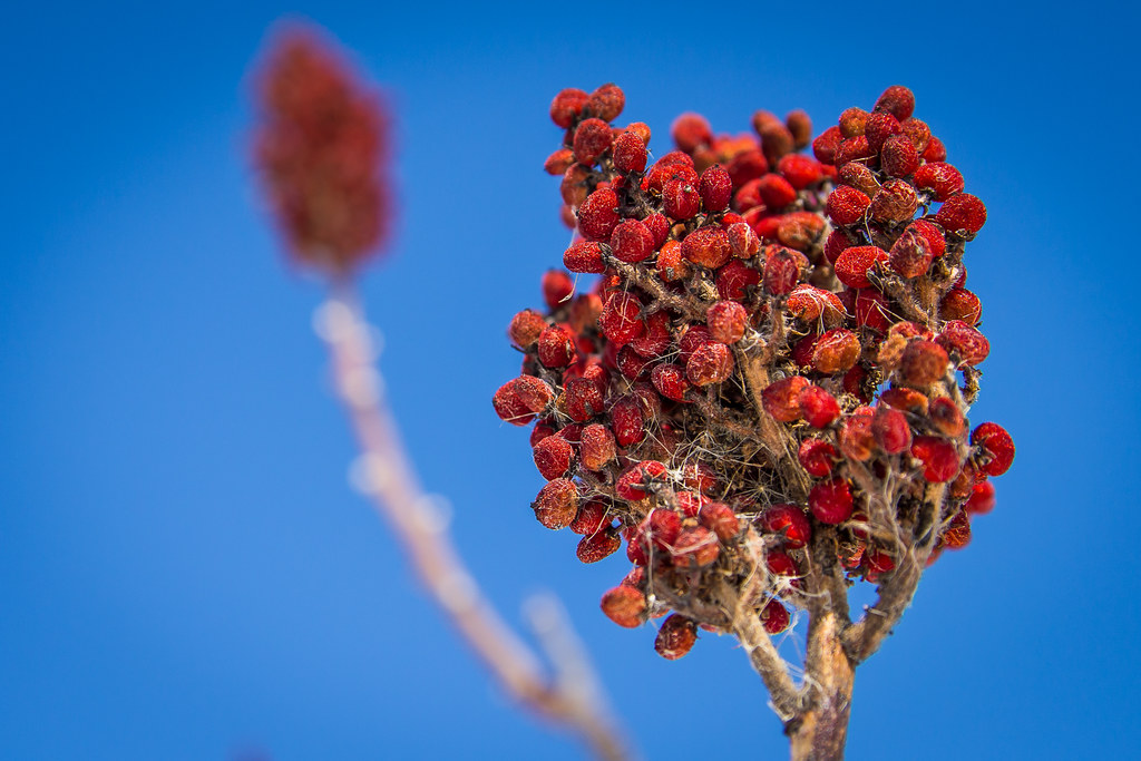 Separating Fact from Fiction Are Sumac Berries Poisonous? Foraged