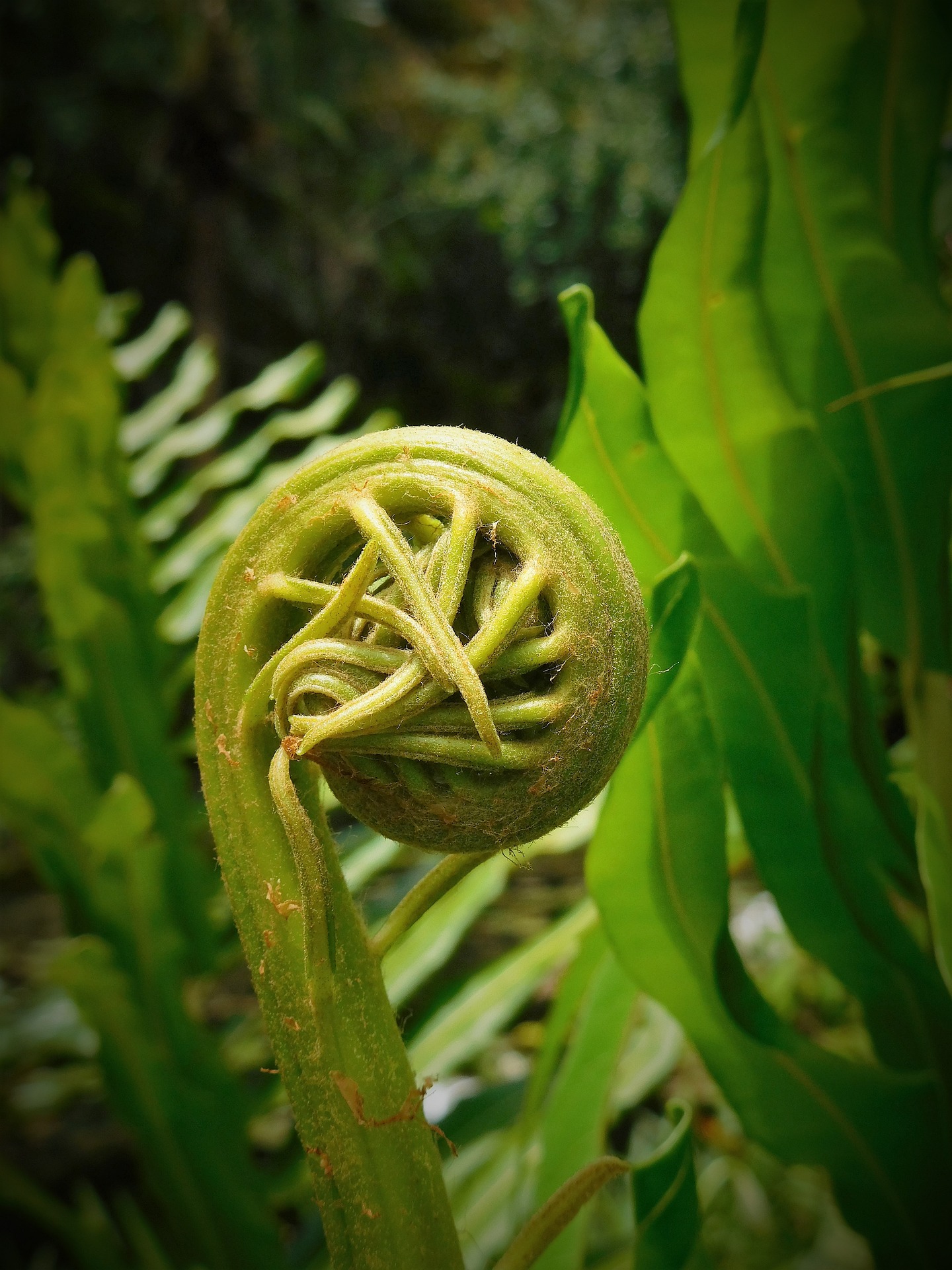 The Economic Impact of Fiddlehead Harvesting - Foraged - Foraged