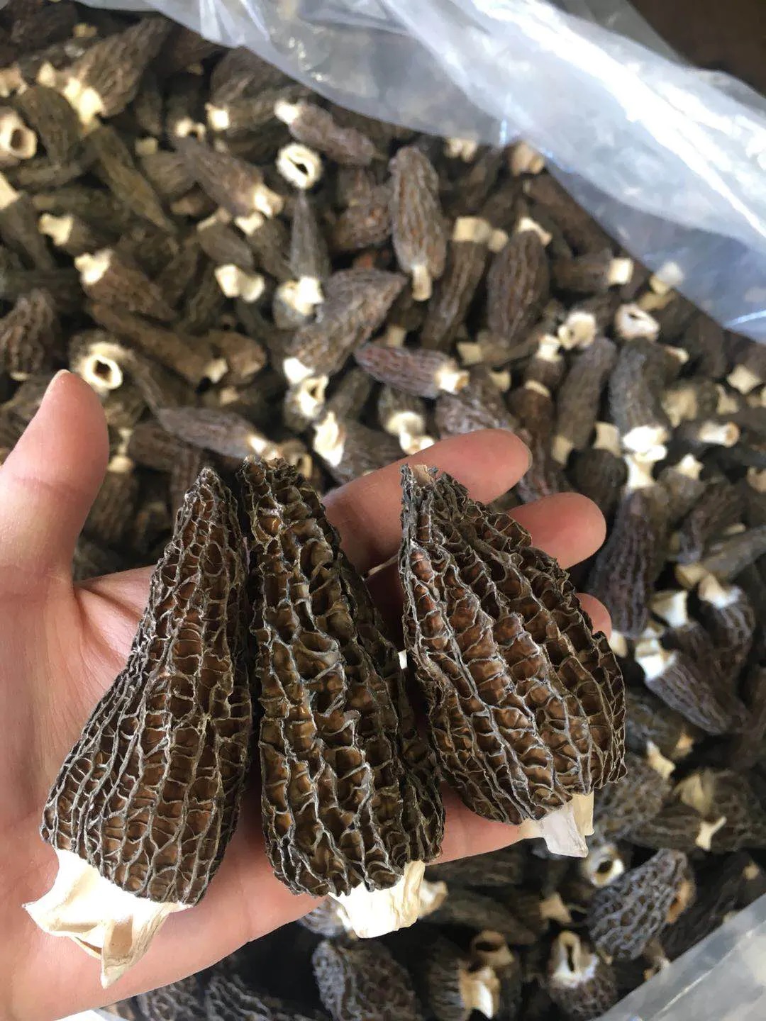How To Sell Morel Mushrooms Foraged Foraged