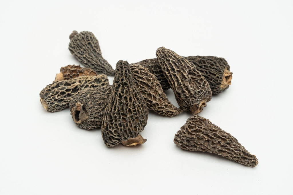 Morel Mushrooms The Essential Guide Foraged