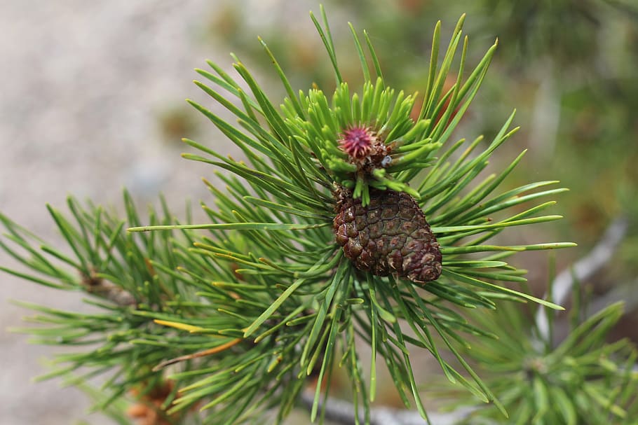Pining for Pine Needles? Explore the Best Sources of Where to Buy Pine ...