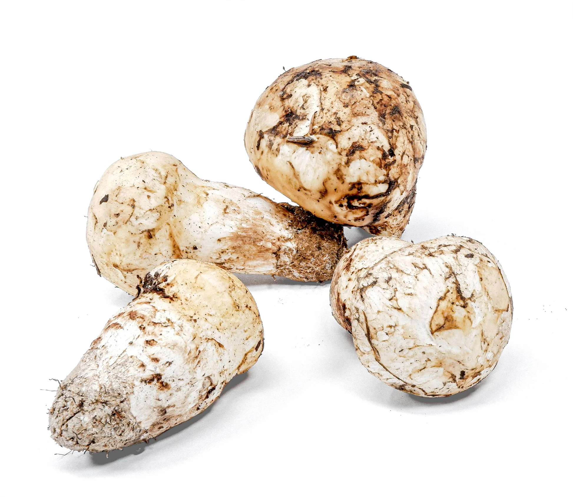 Where to Buy Matsutake Mushroom Online and InPerson Shopping Options