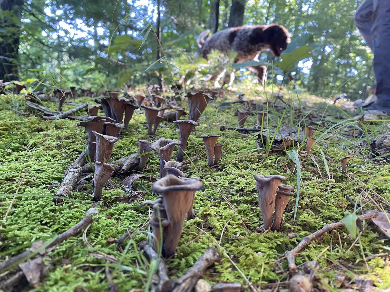 Foraged Mushrooms A Guide to Sustainable Foraging Foraged Foraged