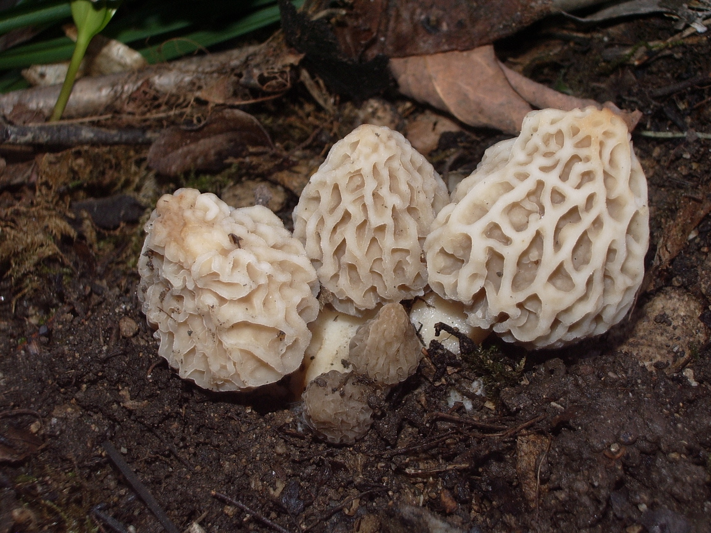 MOREL- BLONDE buy MUSHROOMS--- baby's--Naturals--8oz. 2022 From the Mountains of East. Ore.