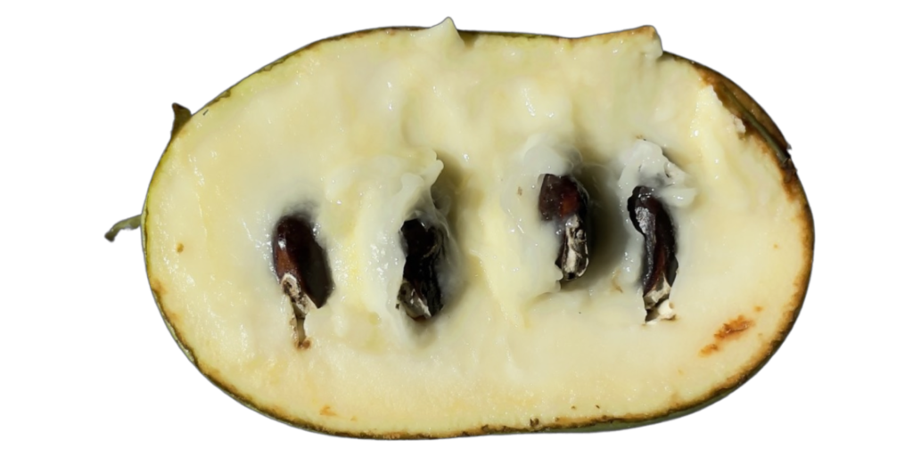 The Hunt for Hidden Treasures Discovering Where to Find Paw Paws