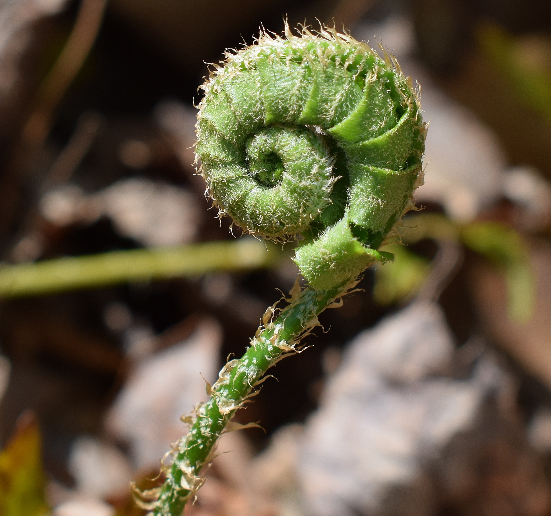 How To Preserve Fiddleheads For Year Round Enjoyment Foraged Foraged   How To Preserve Fiddleheads For Year Round Enjoyment 