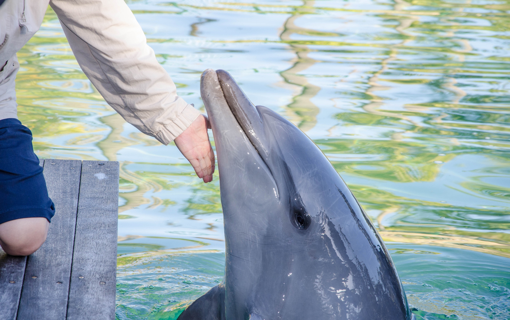 Man patting dolphin under the chin