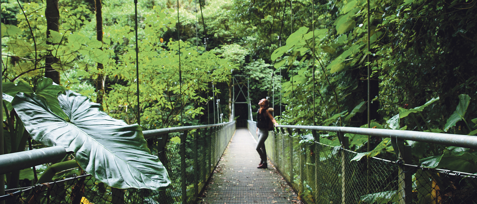 Dorrigo National Park