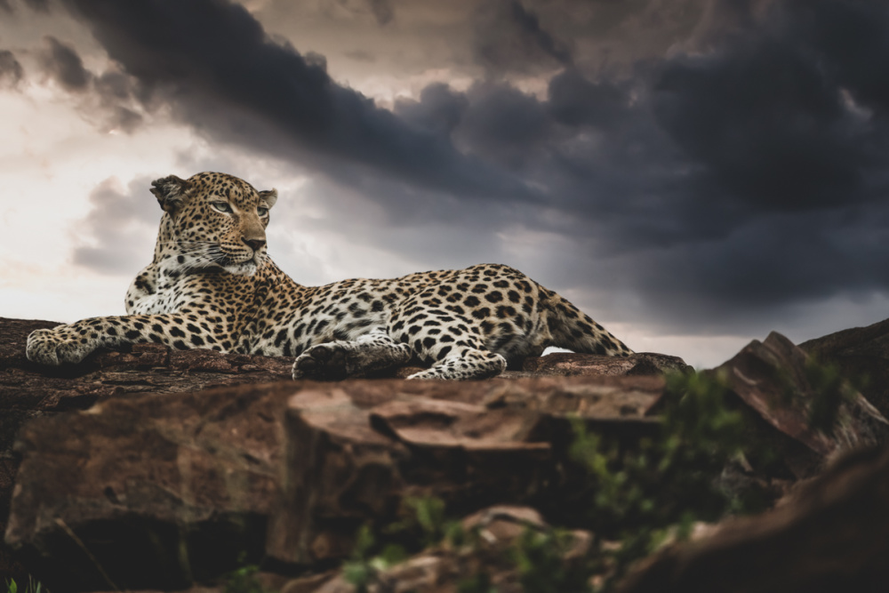 Guests' sighting requests range from giraffe to dung beetles, with visitors to Singita Sabi Sand always keen to see familiar resident leopards 