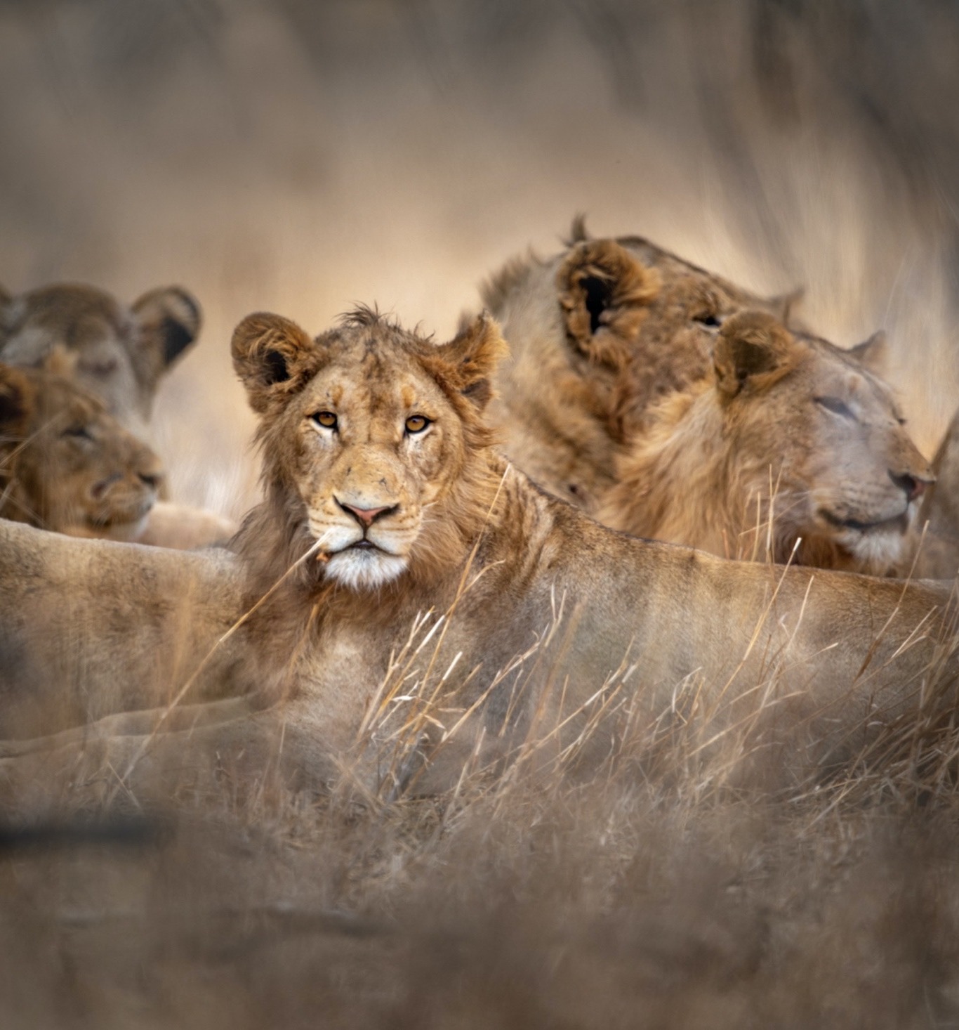 Singita Kruger National Park, South Africa | Wildlife Safari Region ...