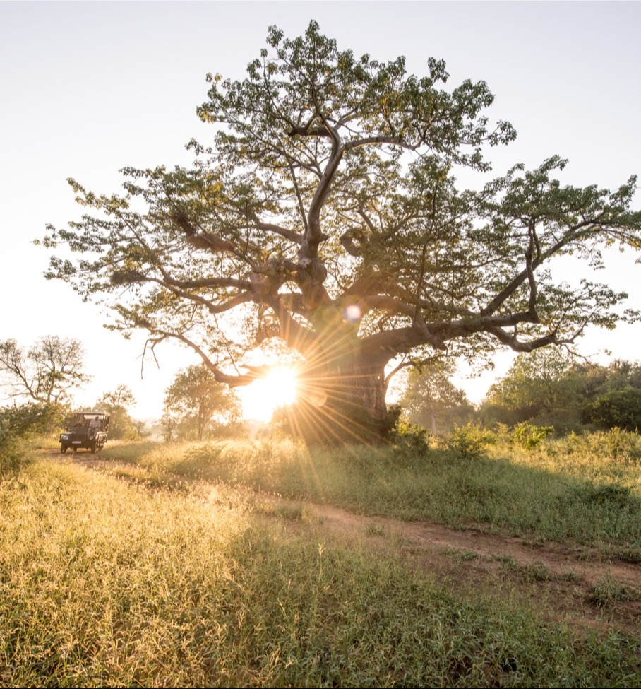 African tree at sunrise