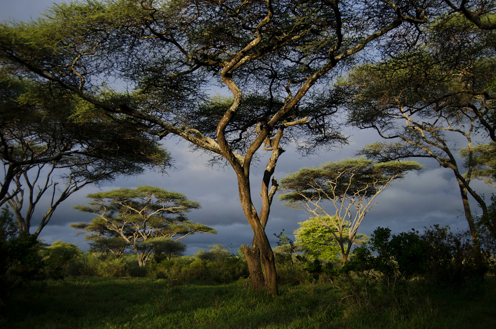 Wildlife photojournalist Jenny Hishin takes us on a walk through the wilderness in Zimbabwe, where each step forward is one towards stillness