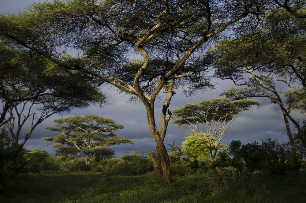 Wildlife photojournalist Jenny Hishin takes us on a walk through the wilderness in Zimbabwe, where each step forward is one towards stillness
