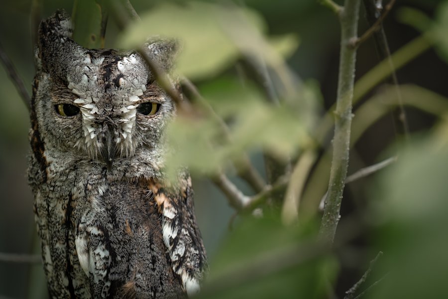 At one with the wild — the artistry of camouflage