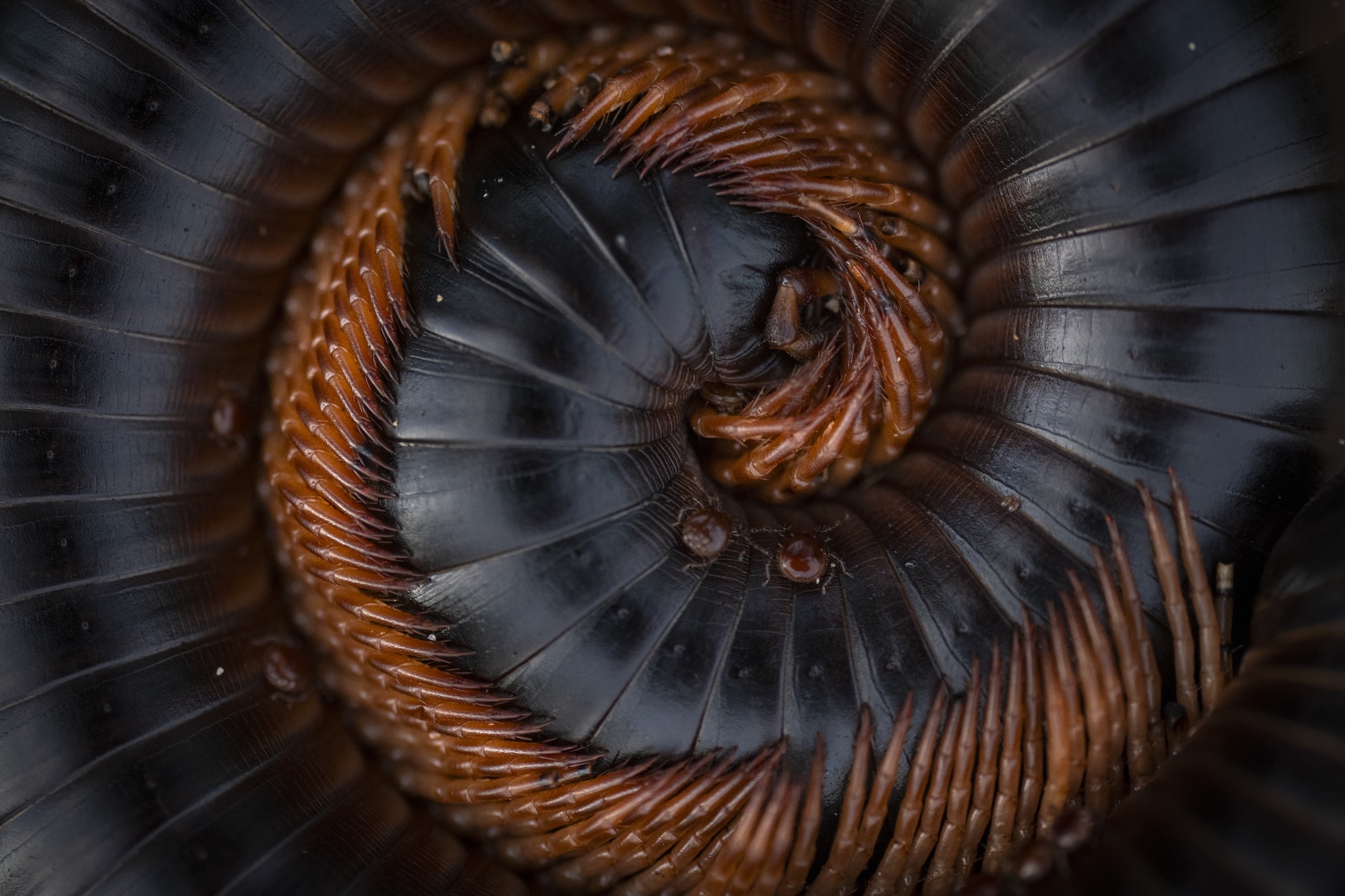 A millipede curled up