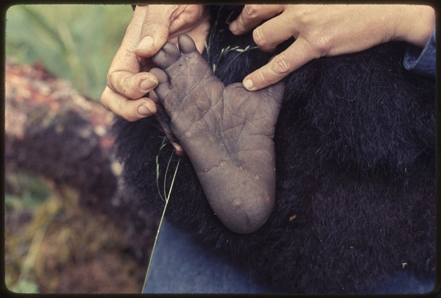Honouring the past: A hike to Dian Fossey's gravesite