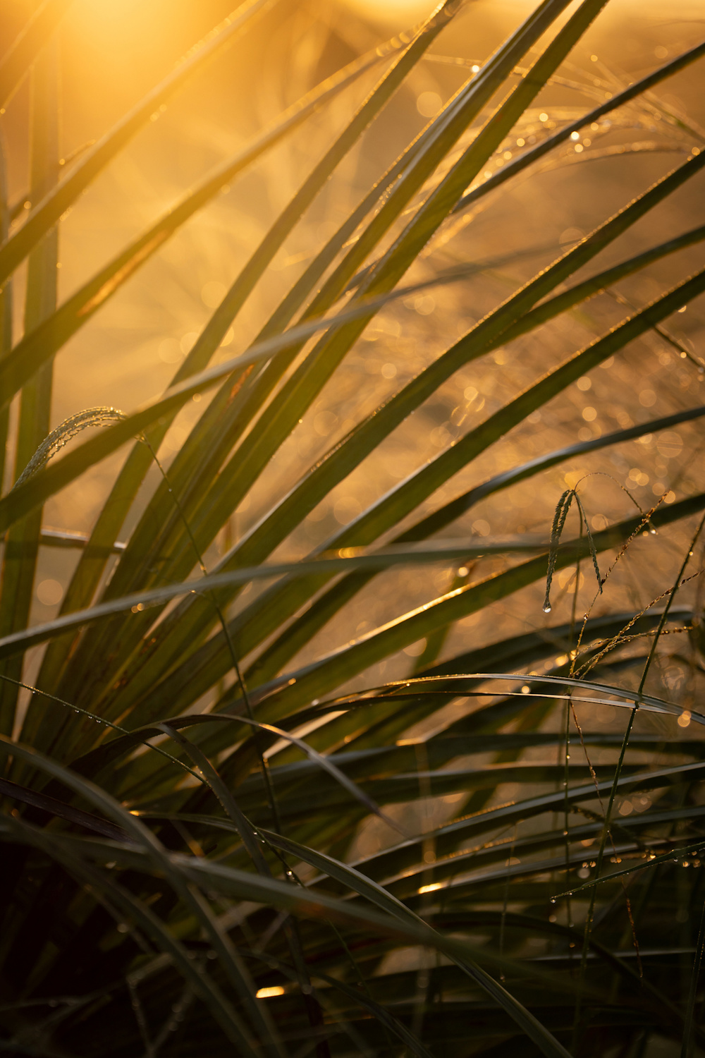 Ways to experience the bush