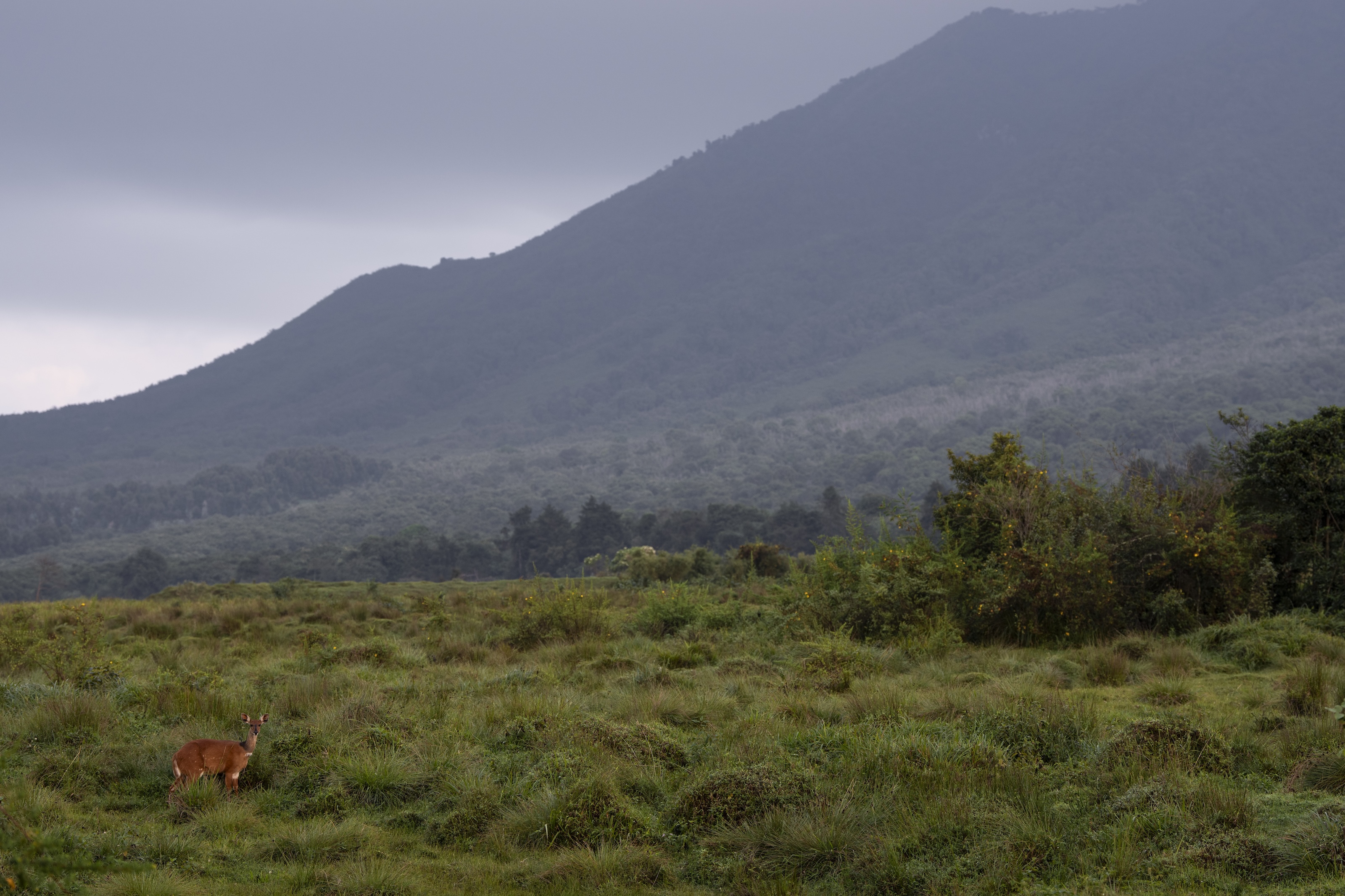 Rewilding Rwanda