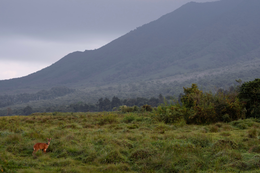 Rewilding Rwanda