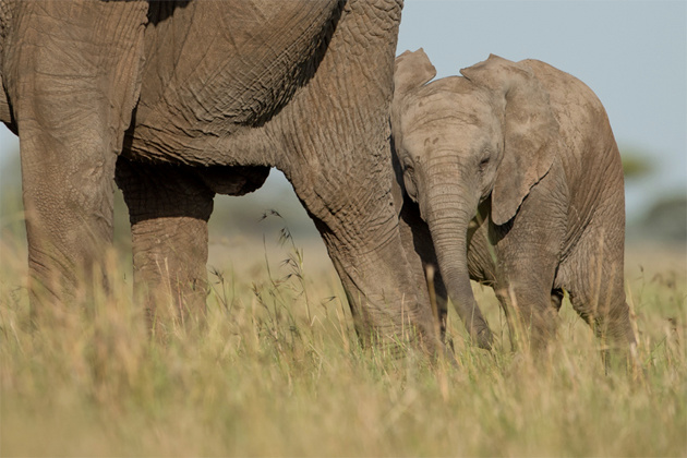 Elephants in the Serengeti - Singita Grumeti