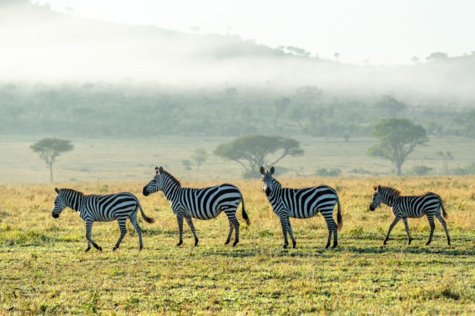 Huge herd of zebra